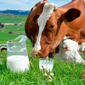 МИФ 2. ПРОДУКТ СО СРОКОМ ГОДНОСТИ 35 ДНЕЙ НЕ МОЖЕТ БЫТЬ НАТУРАЛЬНЫМ